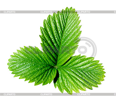 https://img.cliparto.com/pic/xl/183642/3049457-strawberry-leaf.jpg