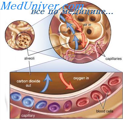 https://meduniver.com/Medical/Physiology/Img/1044.jpg