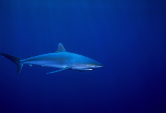 Шелковая акула