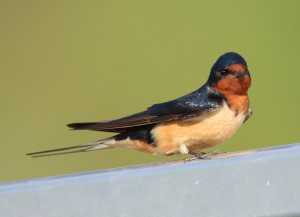 Barn-Swallow