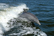 https://upload.wikimedia.org/wikipedia/commons/thumb/a/a6/Bottlenose_Dolphin_KSC04pd0178.jpg/180px-Bottlenose_Dolphin_KSC04pd0178.jpg