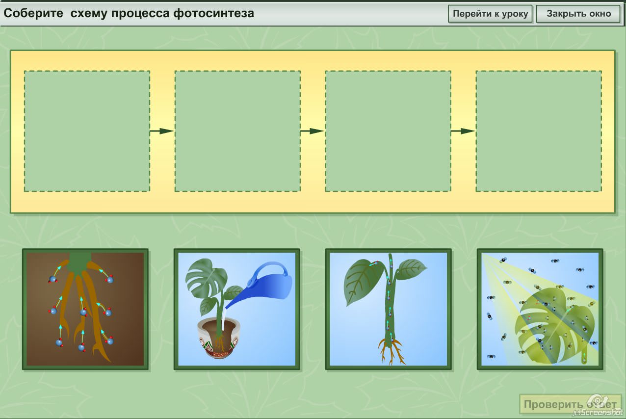 Задания по теме фотосинтез 6 класс. Схема фотосинтеза и дыхания растений. Фотосинтез и дыхание растений 6 класс. Карточки задания по фотосинтезу. Карточки по теме фотосинтез.