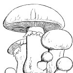 https://stranakids.ru/wp-content/uploads/2012/06/mushrooms2-150x150.jpg