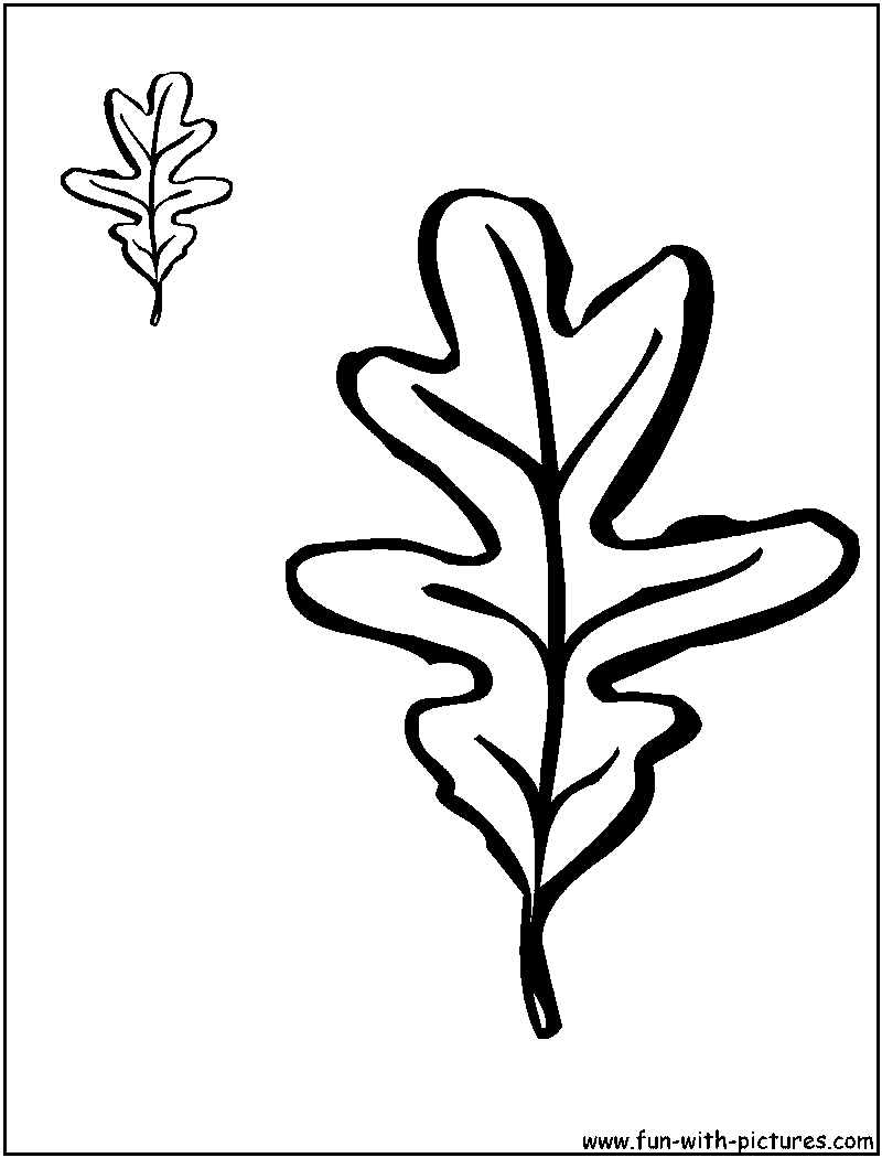 https://www.fun-with-pictures.com/image-files/white-oak-leaves.png