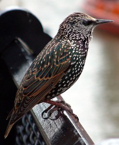 493px-Common_starling_in_london