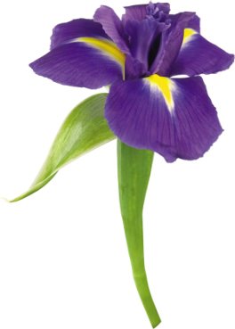 Фото цветы Ирисы фиолетовые, красивые картинки скачать