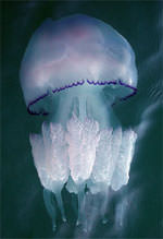 Медуза корнерот - может и обжечь