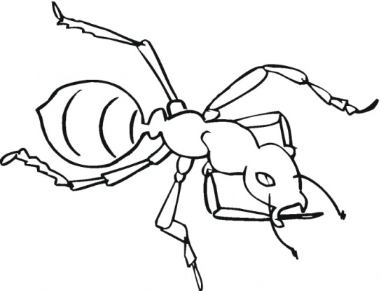 https://www.supercoloring.com/wp-content/main/2009_01/ant-3-coloring-page.gif