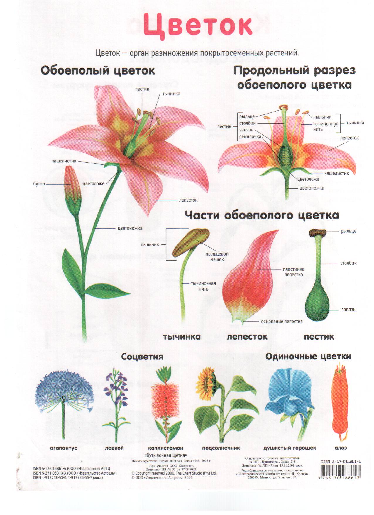 Органами размножения у цветка являются. Органы цветочного растения. Органы размножения цветка. Цветок это орган покрытосеменных растений. Цветки покрытосеменных растений бывают обоеполыми.