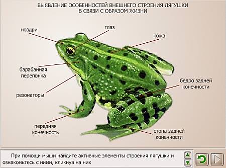 https://biolicey2vrn.ucoz.ru/Zhivotnie/Khordovie/3_Amphibia/LR-Vneshn.lyagushki.jpg