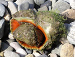 Рапана - поглотитель моллюсков