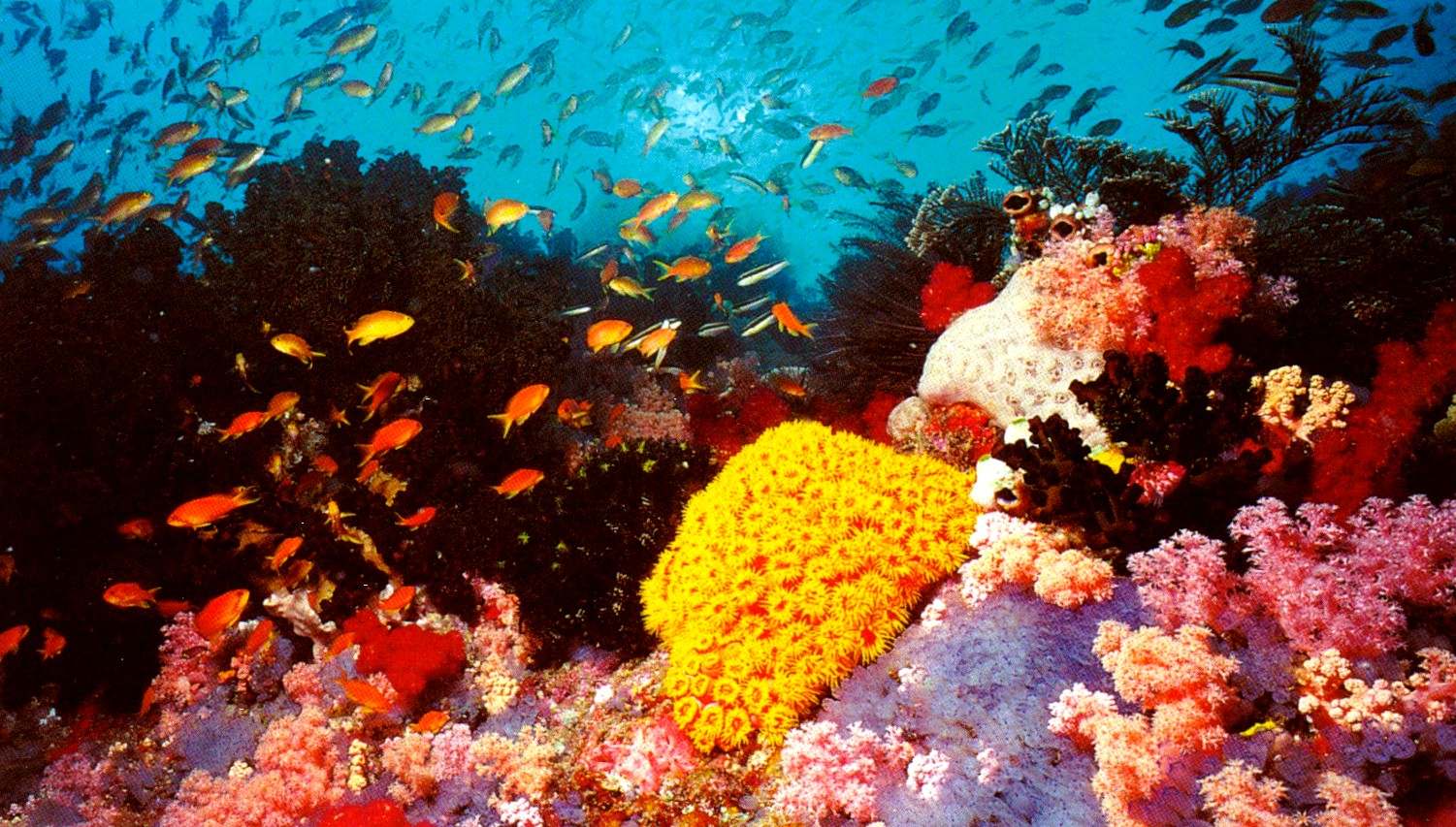 Чудо природы: Большой Барьерный Риф (ФОТО) .