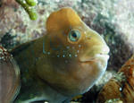 Морская собачка павлин - самец - Salaria pavo