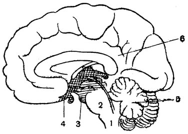 Тест по теме мозг 8 класс. Тест головной мозг анатомия. Карточка строение головного мозга. Строение головного мозга без подписей. Зачет по строению головного мозга.