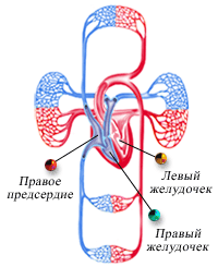 C:UsersHomeDocumentsиллюстрации Кровообращениеиллюстрации КровообращениеБольшой круг кровообращения.gif