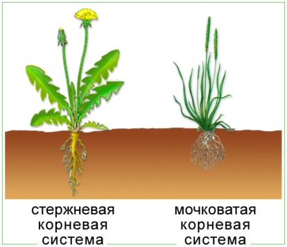 D:Моя работаПреподавание биологиибиология 10-11 классКлассификация растенийТипы корневых систем.jpg