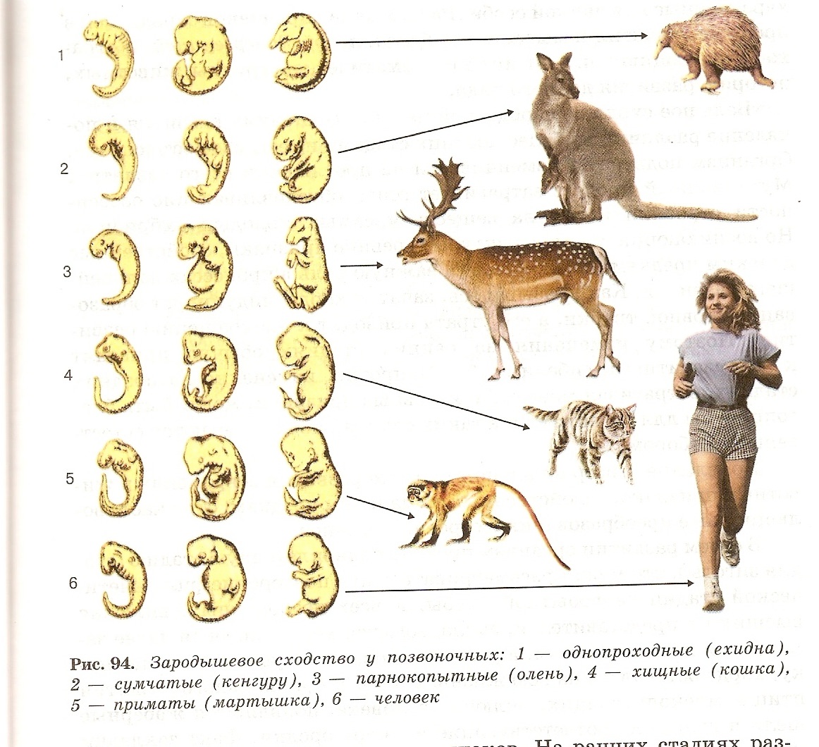 Сходство филогенеза и онтогенеза. Стадии зародышевого развития животных. Стадии развития зародыша позвоночных животных. Стадии зародышевого развития млекопитающих. Онтогенез млекопитающих схема.