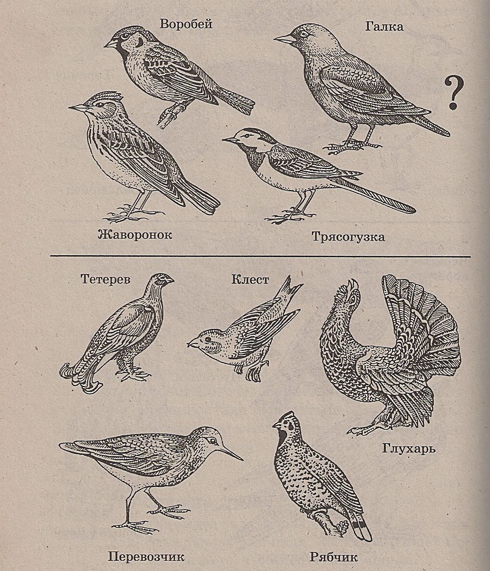 Тест класс птицы вариант 2