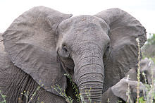 https://upload.wikimedia.org/wikipedia/commons/thumb/4/43/Angry_elephant_ears.jpg/220px-Angry_elephant_ears.jpg