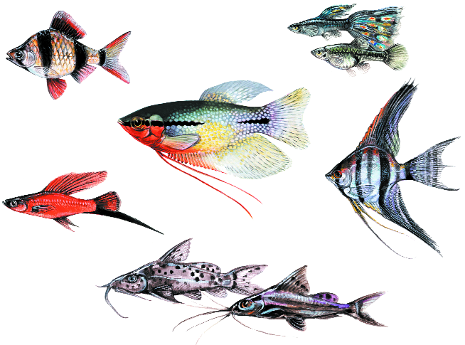Аквариумные рыбы для детей. Аквариумные рыбки для детей. Аквариумные рыбки иллюстрации. Аквариумные рыбки картинки для детей. Люстрации аквариумных рыб.