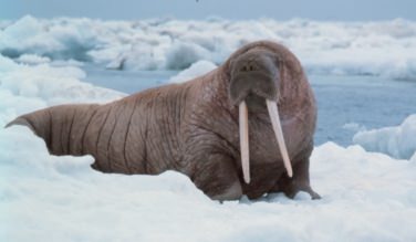 https://pro-kitov.info/walrus/images/walrus11.jpg