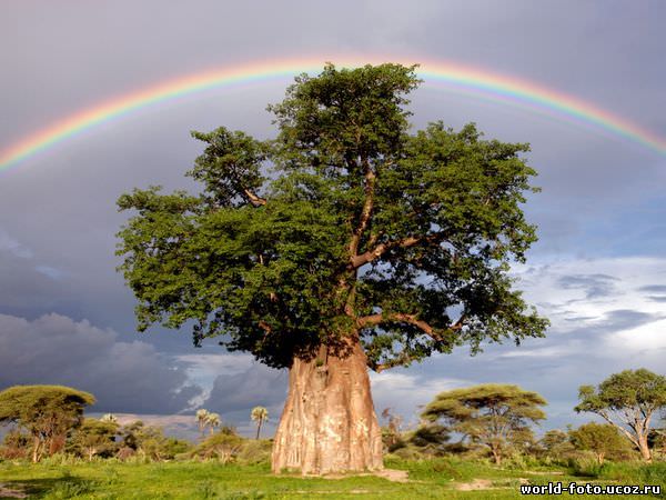 C:UsersыDownloadsRainbow_Over_Baobab_Tree_by_Beverly_Joubert.jpg