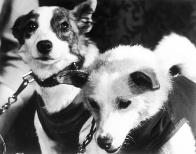 Belka_and_Strelka_Russian_Space_Dogs