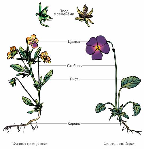 Части растения – это корень, стебель, лист, цветок, плод с семенами