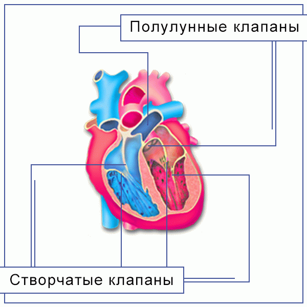 C:UsersHomeDocumentsиллюстрации Кровообращениеиллюстрации КровообращениеКлапаны сердца.gif